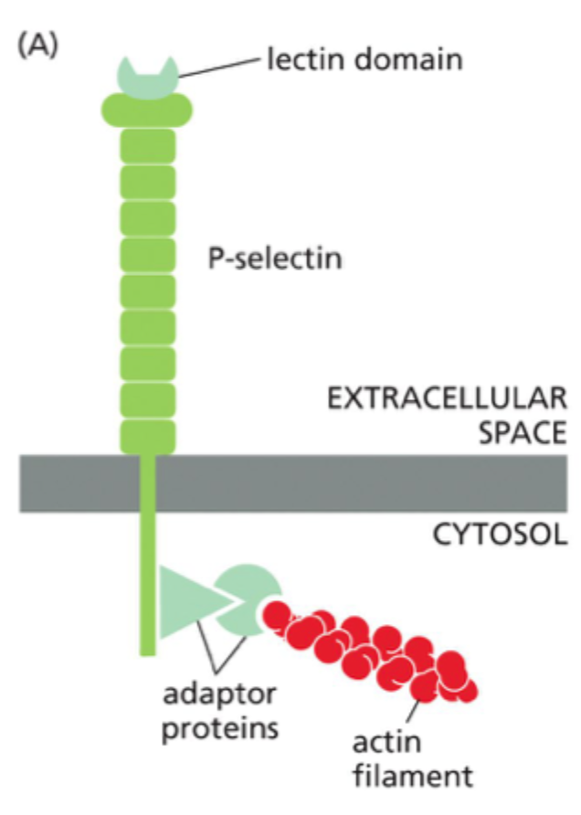 <p>Hvad gør <strong>selectiner</strong>?</p>