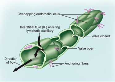 <ul><li><p>Fed by lymphatic capillaries</p></li><li><p>Located adjacent to arteries and veins</p></li><li><p>Have valves to prevent pooling and backflow of lymph</p></li><li><p>Lymphatic system lacks a pump; moves lymph using:</p><ul><li><p>Skeletal muscles and respiratory pumps</p></li><li><p>Pulsatile movement of blood in nearby arteries</p></li><li><p>Rhythmic contraction of smooth muscle in larger lymph vessel walls </p></li></ul></li></ul><p></p>