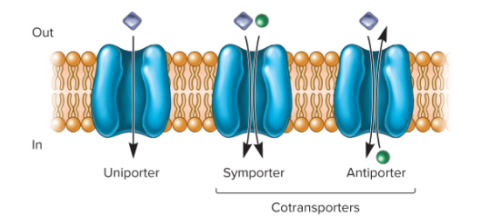 <p>A carrier protein involved in primary active transport that moves a single type of molecule across the membrane.</p>
