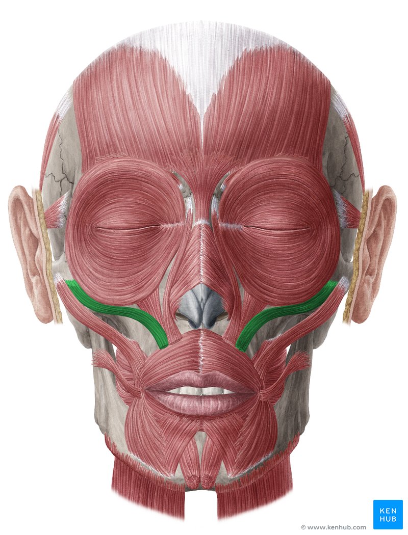 <p>What muscle is this?</p>