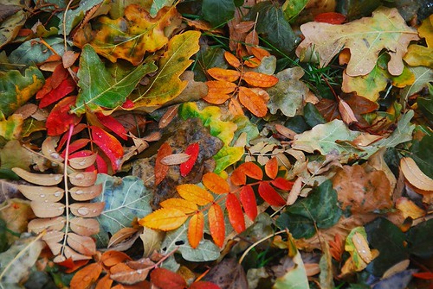 <p>to fall</p>