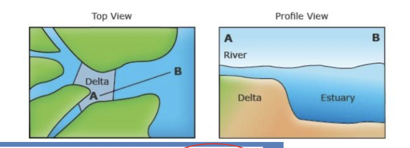 <p>most common estuary, saltwater flows into river from sea lever raising and creating a delta</p>