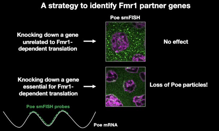 <ul><li><p>a strategy to identify Fmr1 partner genes</p></li></ul><p></p>