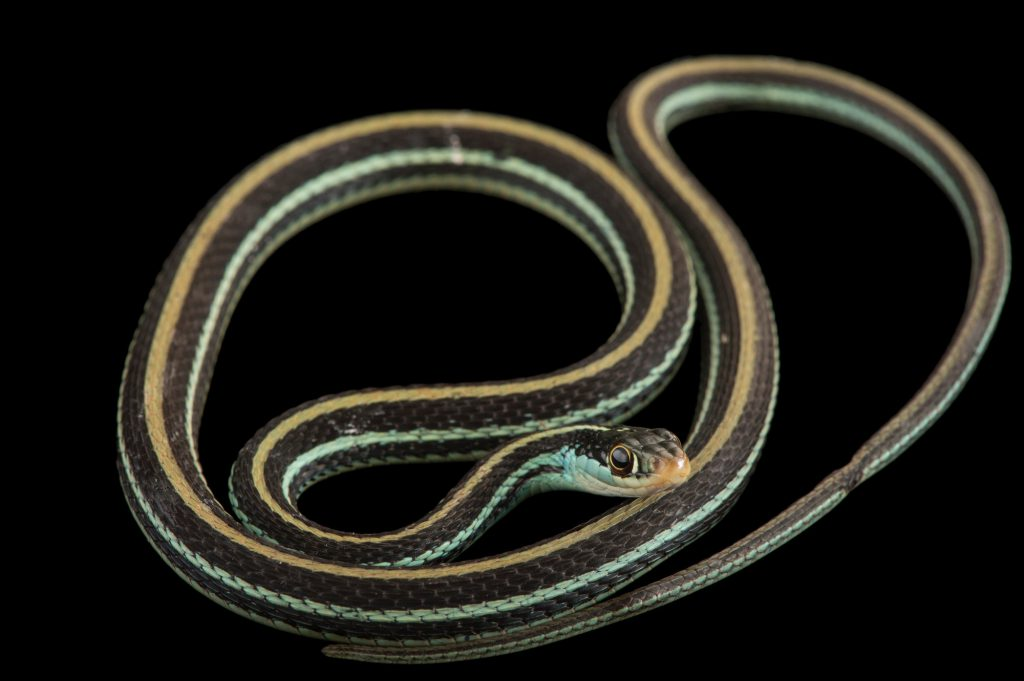 <p>Thamnophis saurita </p>
