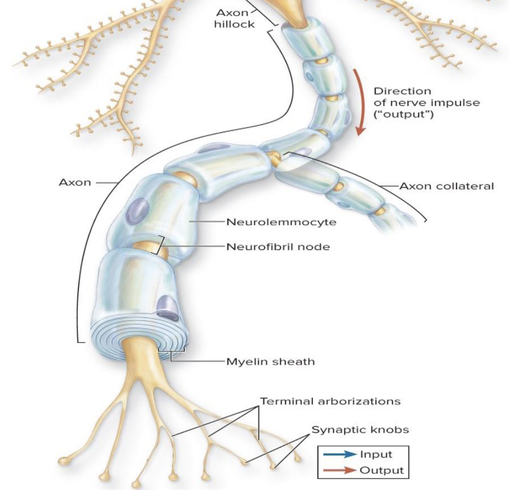 <ol><li><p>What is the function of the axon?</p></li><li><p>Are axons generally short or long?</p></li><li><p>What do axons form?</p></li></ol><p></p>