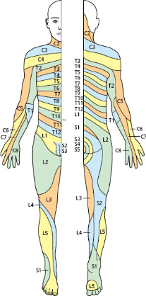 <ul><li><p>Changes in mood, attention, or speech</p></li></ul><ul><li><p>Changes in orientation, insight, or judgement</p></li></ul><ul><li><p>Memory changes</p></li></ul><ul><li><p>Headache</p></li></ul><ul><li><p>Lightheaded or dizziness or fainting</p></li></ul><ul><li><p>Vertigo</p></li></ul><ul><li><p>Changes in vision or hearing</p></li></ul><ul><li><p>History of head or spine trauma</p></li></ul><ul><li><p>Numbness, tingling, or weakness</p></li></ul><ul><li><p>Paralysis</p></li></ul><ul><li><p>Fall or change in balance</p></li></ul><ul><li><p>Tremors</p></li></ul><ul><li><p>Intentional movements</p></li></ul><ul><li><p>Seizures or loss of consciousness</p></li></ul><ul><li><p>Change in bowel or control of bladder</p></li></ul><ul><li><p>Change in muscle tone or loss of muscle</p></li></ul><ul><li><p>History of; neurological disease, recent surgery, or cancer</p></li></ul><p></p>