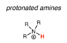 <p>Protonated amines</p>