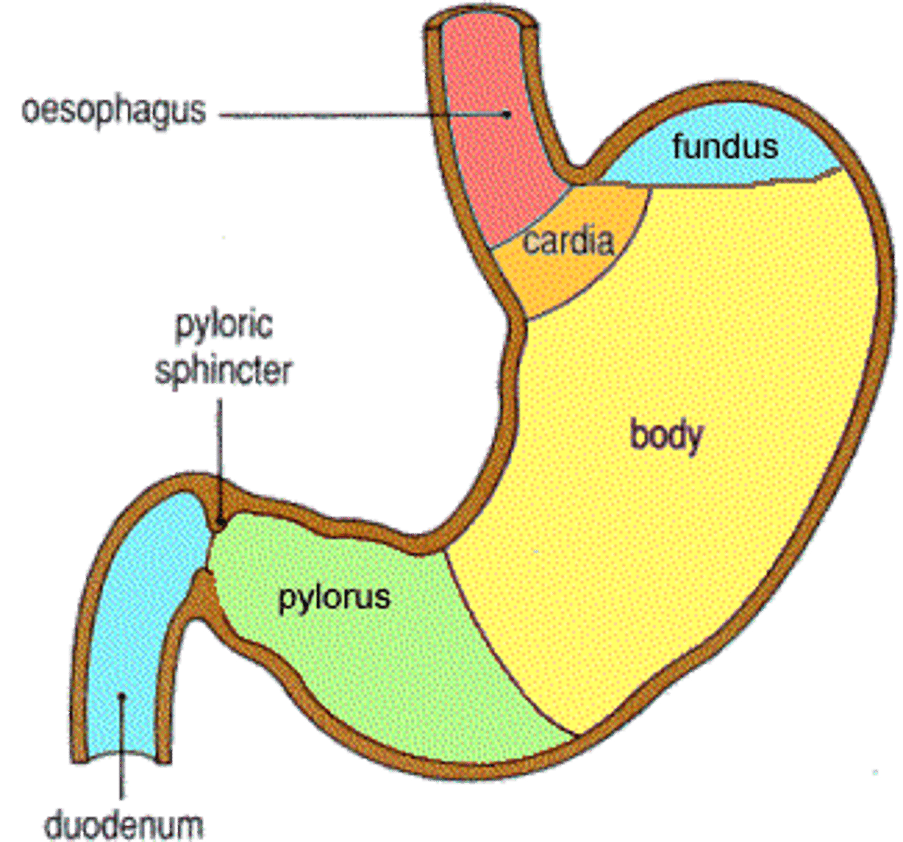 <p>cardiac, fundus, body, pylorus</p>