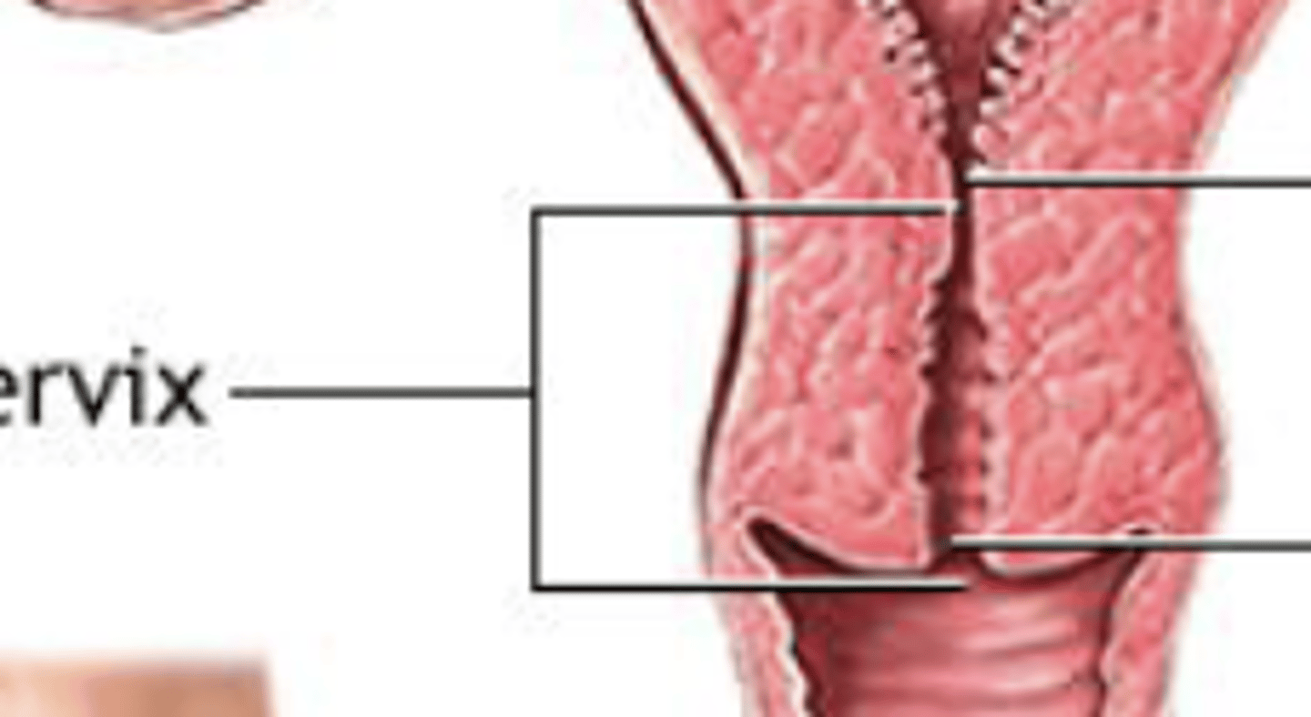 <p>semi-cartilaginous ring of tissue</p>
