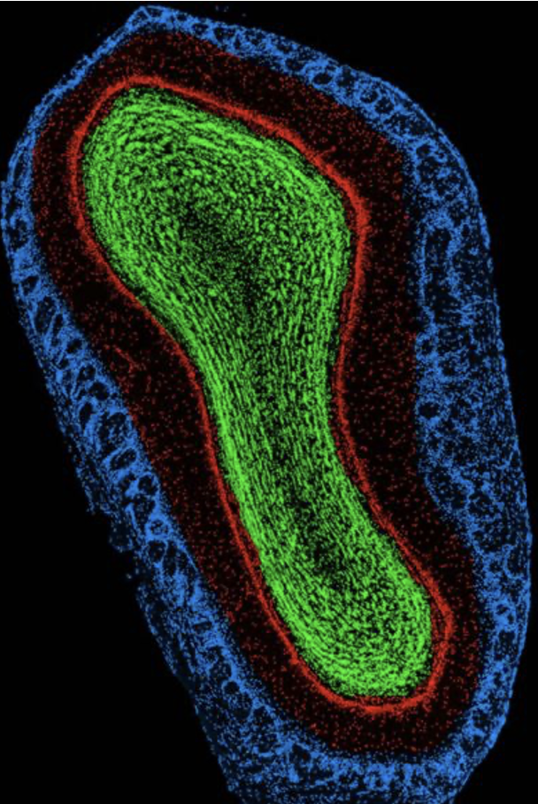 <p>Laminar organization</p><ul><li><p><strong>Layered</strong> structure</p></li><li><p><strong>Glomerular </strong>layer (blue), <strong>mitral cell </strong>layer (red), <strong>granule cell </strong>layer<strong> </strong>(green)</p></li></ul><p></p>