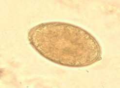 <p><span style="background-color: rgba(0, 0, 0, 0); line-height: 19.7625px;">What is the species in this photo?</span></p>