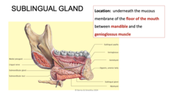 <p>Under the mucous membrane of the floor of the mouth between the mandible and the genioglossus muscle</p>