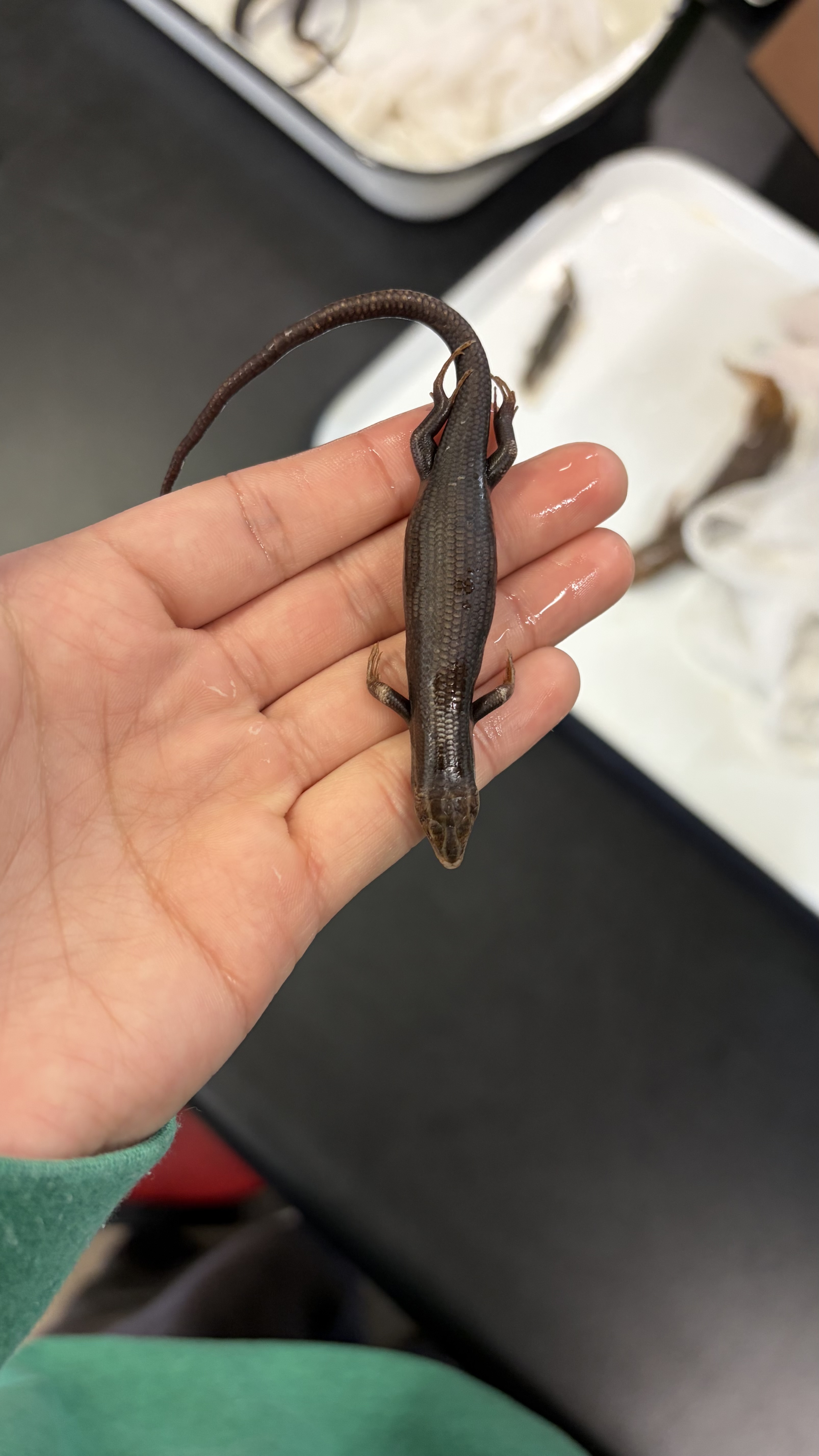 <ul><li><p>cloacal opening is a different shape than <em>Plestiodon tetragramus</em></p></li><li><p>look for the lines coming form the nose and head</p></li></ul><p></p>