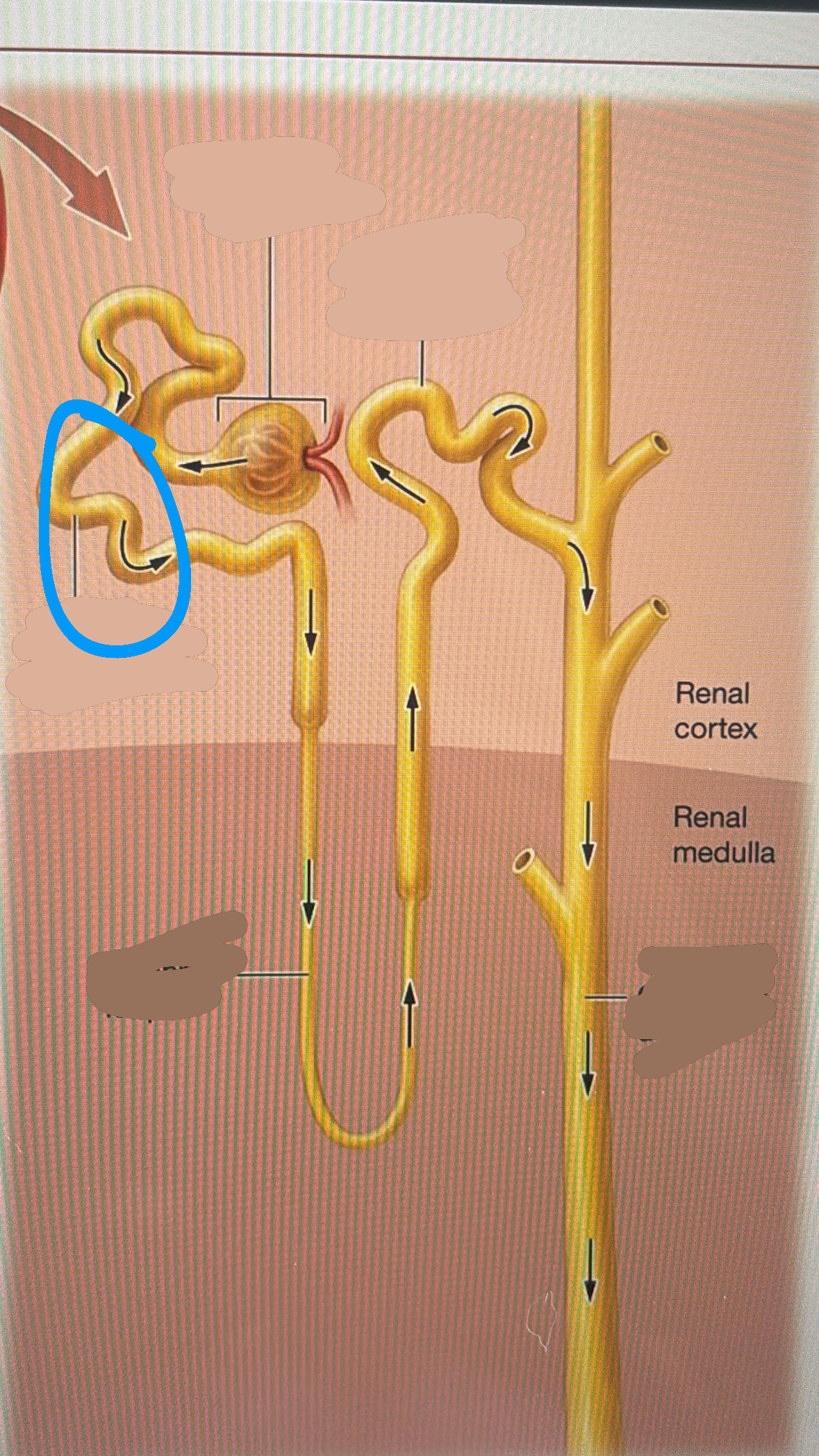 knowt flashcard image