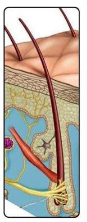 <ul><li><p>type of cutaneous receptor</p></li></ul><p></p><ul><li><p>LOCATION → all over except palm &amp; soles</p></li><li><p>FUNCTION → </p><ul><li><p>make hair w proliferate keratocytes in hair bulb</p></li><li><p>anchor points 4 hair shaft  </p></li><li><p>form sense of touch &amp; aware of hair moves</p></li></ul></li><li><p>SENSITIVTY → X sensory cell</p><ul><li><p>moves of hair follicle stimulate hair follicle receptors/hair root plexuses</p></li></ul></li></ul><p></p>