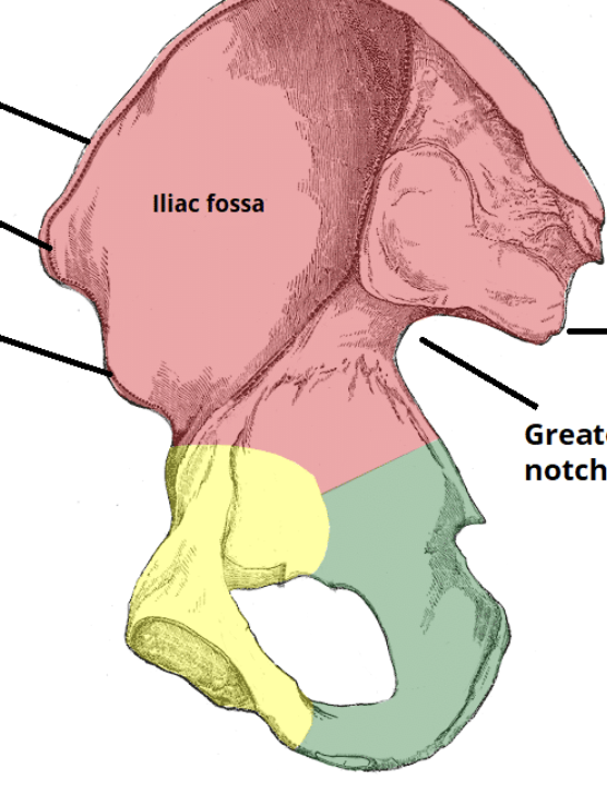 <p>Which pelvic bone connects to the sacrum?</p>