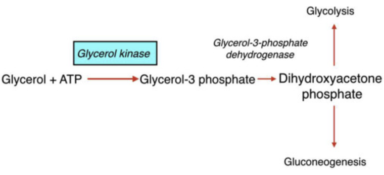 <p>Whay does the dual role of glycerol highlight</p>