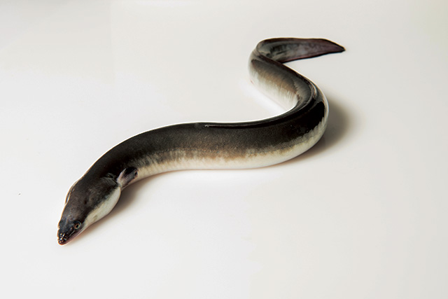 <p>eel</p>
