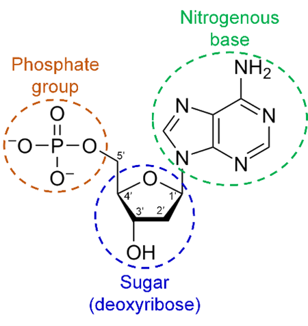 <p>DNA </p>