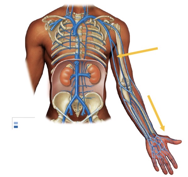 <p>Name the structure</p>
