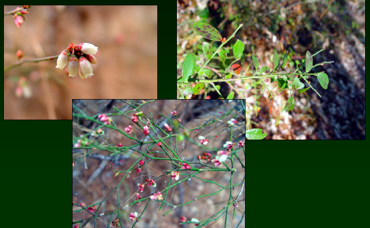 <p>•</p><p>Key Characters:</p><p>•</p><p>Green stems</p><p>•</p><p>White flowers, bloom in February</p><p>•</p><p>Purple berries</p>