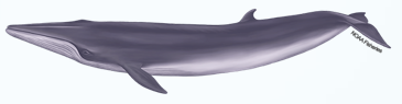 <p>Order Cetacea</p><p>Suborder Mysticeti</p><p>Family Balaenopteridae</p><p><em>Balaenoptera ricei</em></p><ul><li><p>aka</p></li><li><p>where does it live</p></li></ul><p></p>
