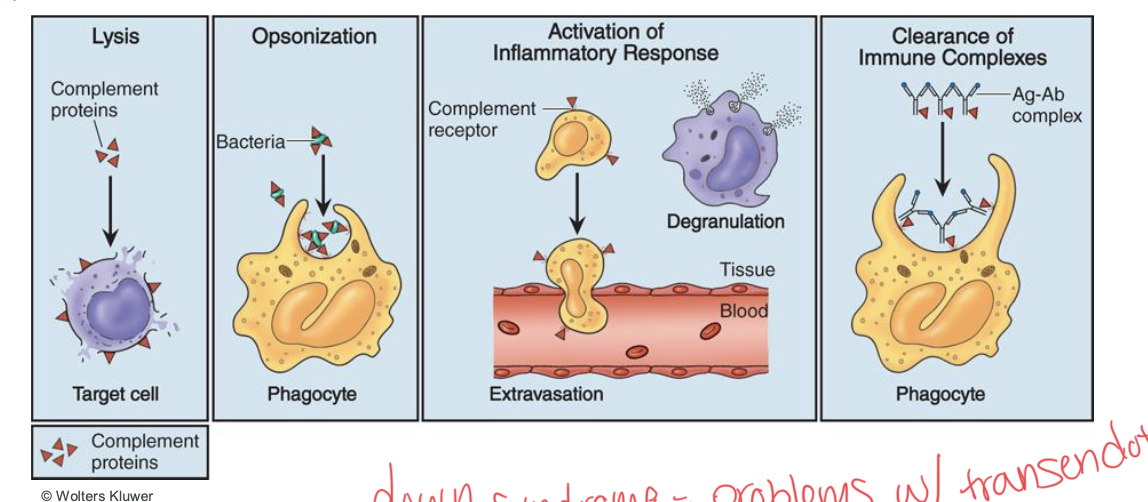 <p>destruction of pathogens, opsonization, recruitment (activation of inflammatory response), and immune clearance</p>