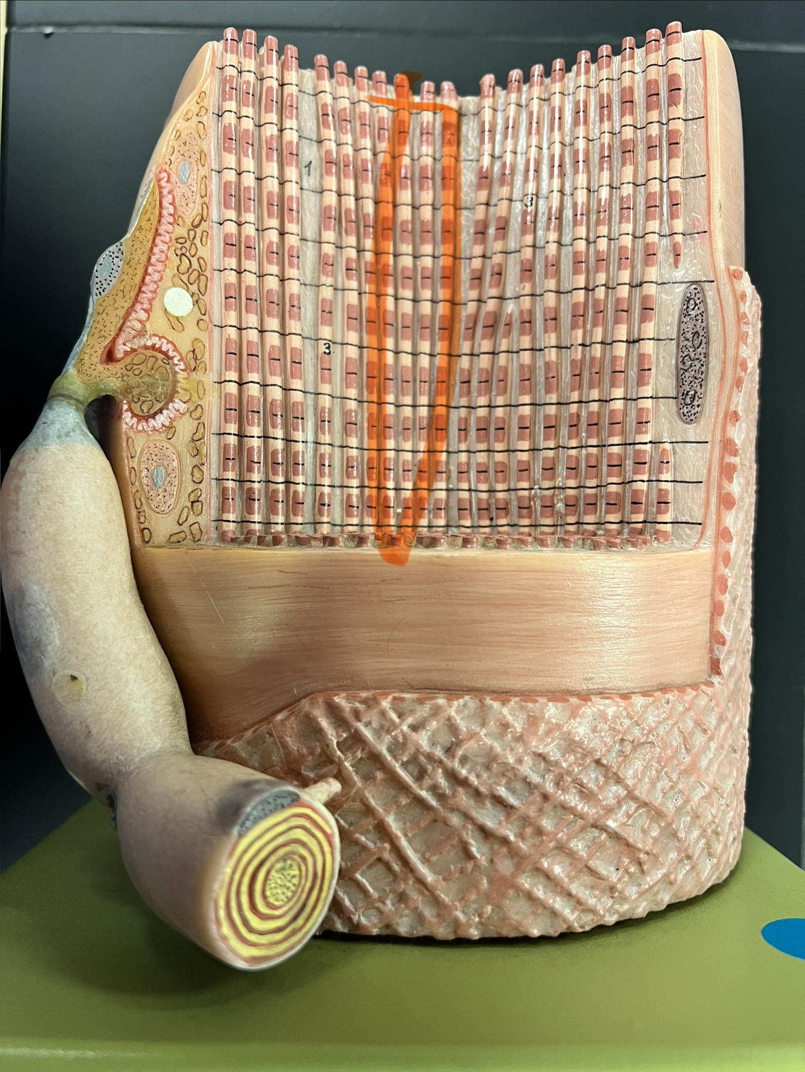 term image