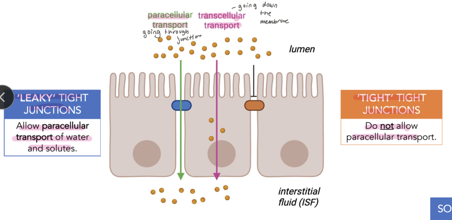 <p>Tight junctions define how water and solutes can move between the lumen and ISF. </p><ul><li><p>‘Leaky’ tight junctions- allows paracellular transport of water and solutes. </p></li><li><p>‘Tight ‘ Tight junctions - do not allow for paracellular transport. </p></li></ul><p></p><p>(paracellular transport- goes through junction. )</p><p>(transcellular - goes through the membrane)</p><p></p>