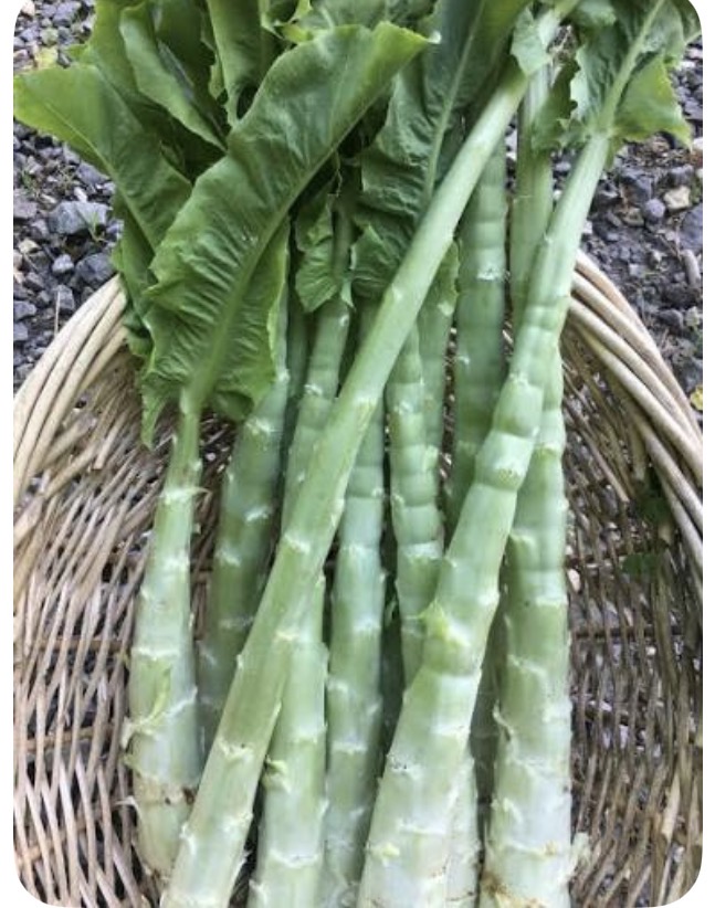 <p>Lettuce stem</p>