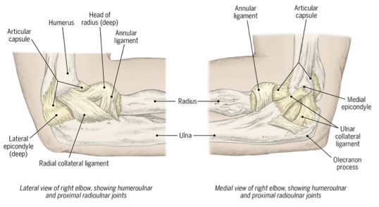 <ul><li><p>Annular ligament</p></li><li><p>Ulnar collateral ligament (UCL)</p></li><li><p>Radial collateral ligament (RCL)</p></li></ul><p></p>