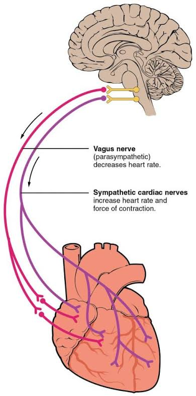 <p>• How do Sympathetic and Parasympathetic stimulation physically alter the pacemaker potential (the phase before threshold) to change your heart rate?</p>