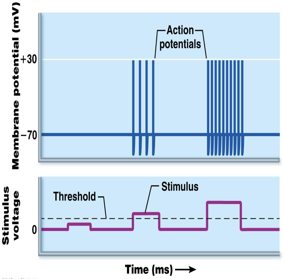<p><strong>Signal Strength</strong></p><ul><li><p>Do all action potentials have the same strength?</p><ul><li><p>How does a strong stimulus create a stronger signal?</p></li></ul></li></ul><p></p>