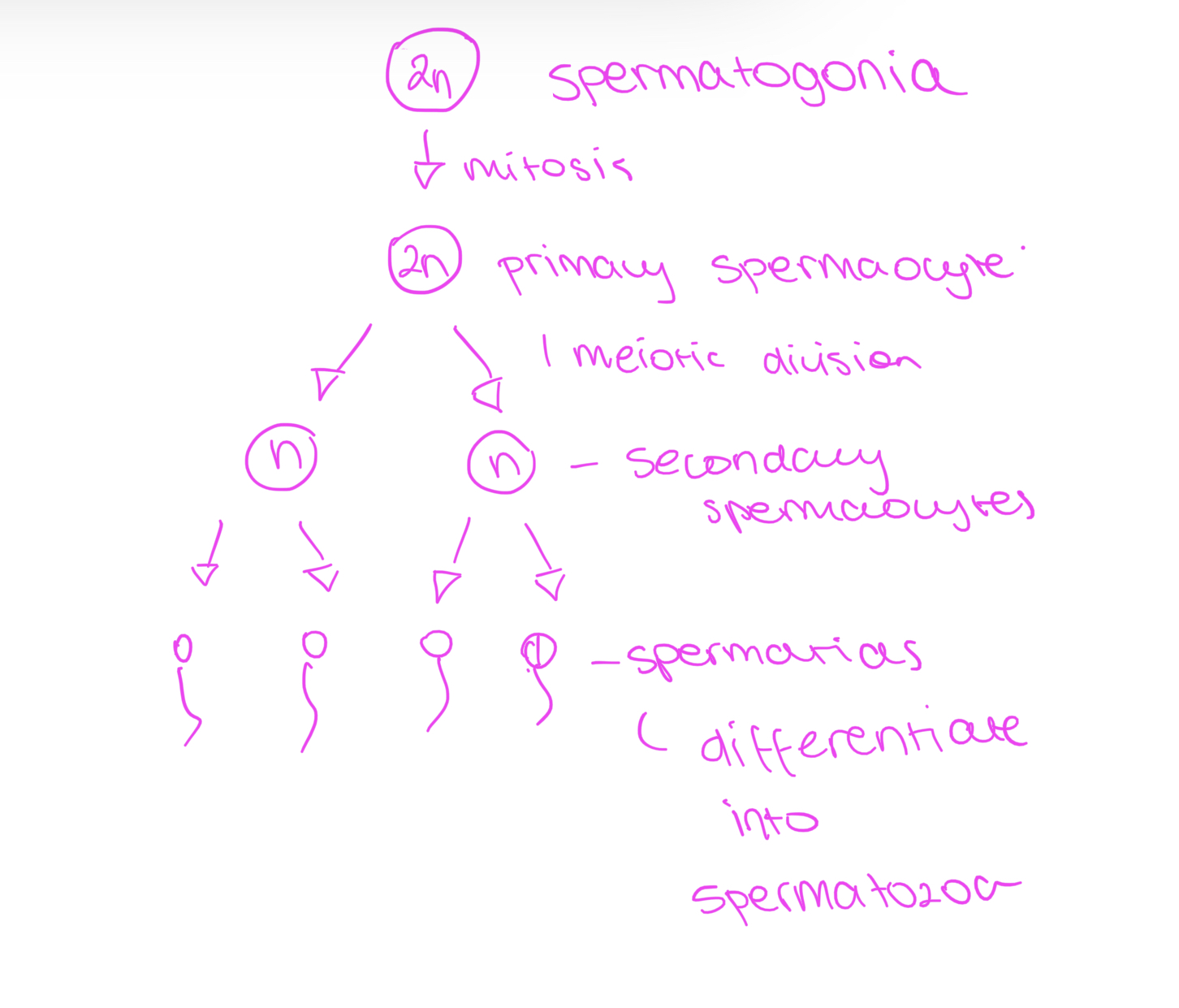 <p>In seminifurous tubules</p><ol><li><p>spermagonium undergies mitosis → primary speramocyte</p></li><li><p>primary spermaocyte undergoes meiosis 1 → two secondary spermaocytes</p></li><li><p>Two secondary spermaocytes undergo meiosis II → 4 spermatids</p></li><li><p>Spermatids differentiate with the help of sertolic cells (spermiogenesis) forming spermatozoa</p></li></ol><p></p>