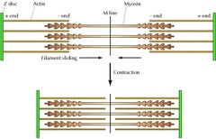 <p>- Theory that actin filaments slide towards eachother during muscle contraction, while the myosin filaments are still</p>