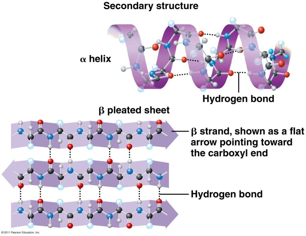 <ul><li><p><span style="font-family: "Gill Sans MT";">Coils and folds</span></p></li><li><p><span style="font-family: "Gill Sans MT";">Result of hydrogen bonding within the backbone of the chain</span></p></li></ul><p><span style="font-family: "Wingdings 3";">}</span><span style="font-family: "Gill Sans MT";">C=O and H-N</span></p><ul><li><p><span style="font-family: "Gill Sans MT";">Alpha helix</span></p></li><li><p><span style="font-family: "Gill Sans MT";">Beta pleated sheet</span></p></li></ul><p></p>
