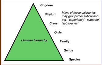 <p>General term for ranks is “taxon” (taxa plural). Fundamental taxon rank is the “species”</p><p>similarities and differences in morphology define different species</p>