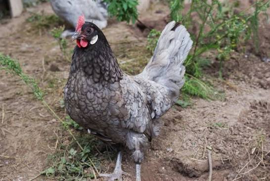 <p>identify</p>