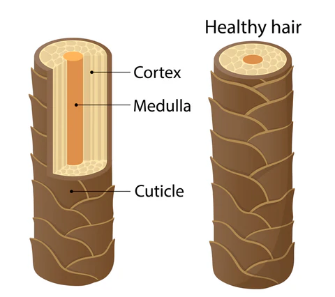 <ol><li><p><span><strong>Cuticle (Outer Layer):</strong> A protective layer made of overlapping, scale-like cells that act like shingles on a roof. It protects the inner layers and gives hair its shine.</span></p></li><li><p><span><strong>Cortex (Middle Layer):</strong> The thickest layer, composed of hard keratinized cells. This layer contains melanin (pigment) and determines hair color, strength, and texture.</span></p></li><li><p><span><strong>Medulla (Inner Core):</strong> The innermost layer or core, present mostly in thick hair. It is a soft, honeycomb-like core often absent in fine, blonde hair.</span></p></li></ol><p></p>