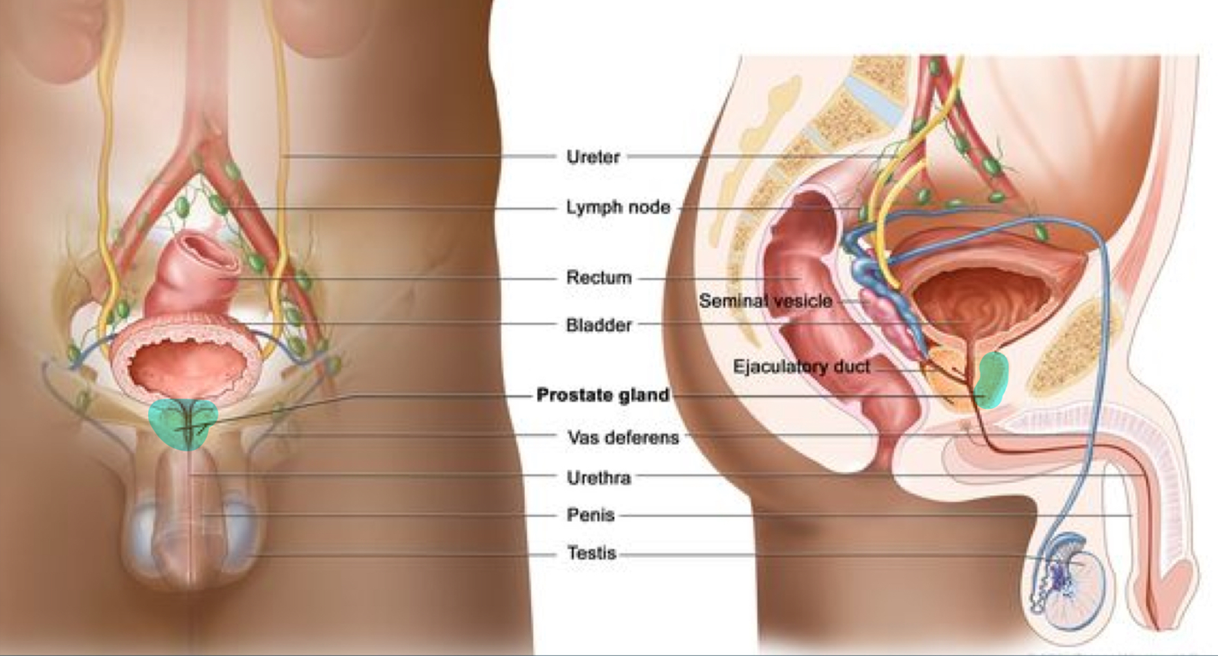 <ul><li><p>like a switch to allow either urine or semen—not both</p></li><li><p>vas deferen + seminal vesicle come from prostate gland</p></li></ul><p></p>