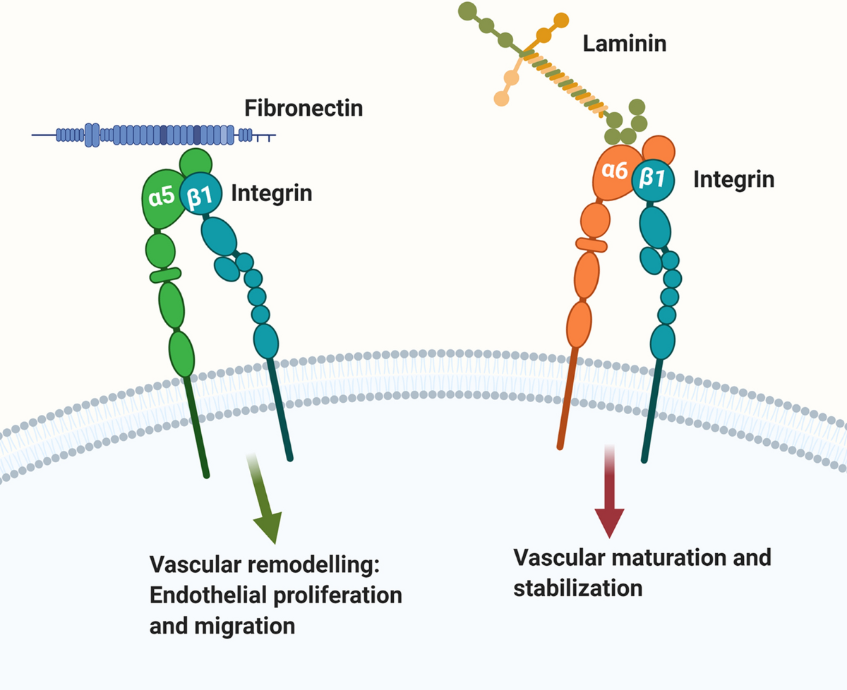<p>Fibronectin and laminin</p>