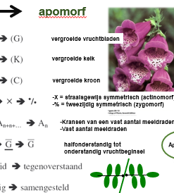 <p>Afgeleide kenmerken, komen steeds meer voor hoe ‘nieuwer’de planten, deze zijn niet aanwezig in de voorouders. Dit zijn: </p>