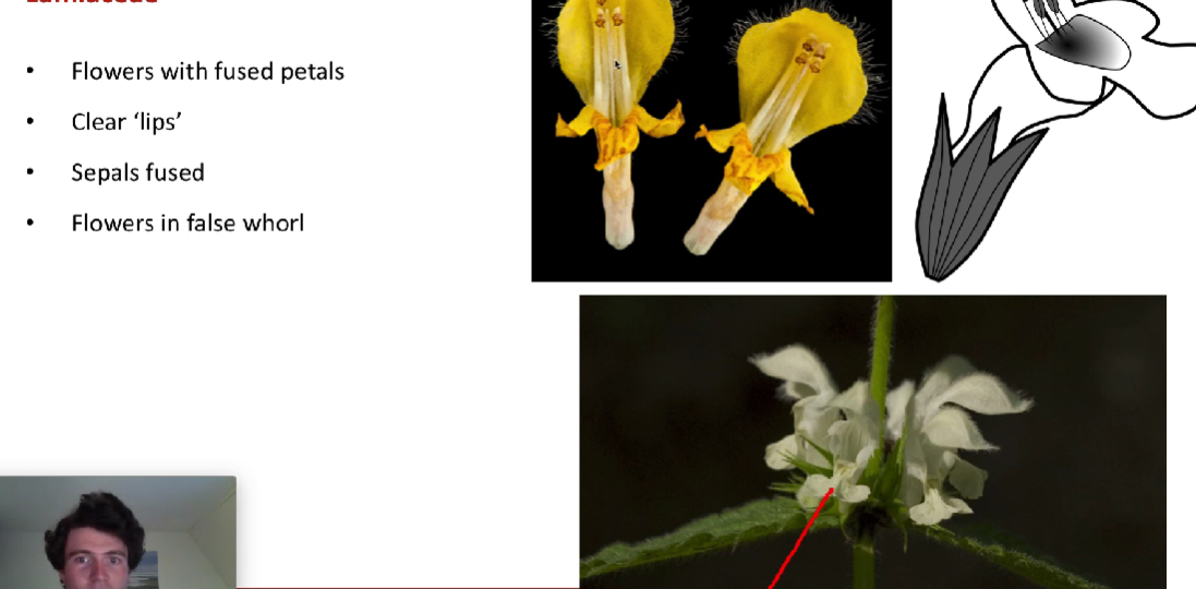 <p>what family is this? (decussate leaves and square stem)</p>