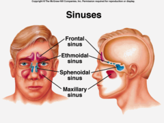 <p>two maxillary sinuses and ethmoid sinus</p>