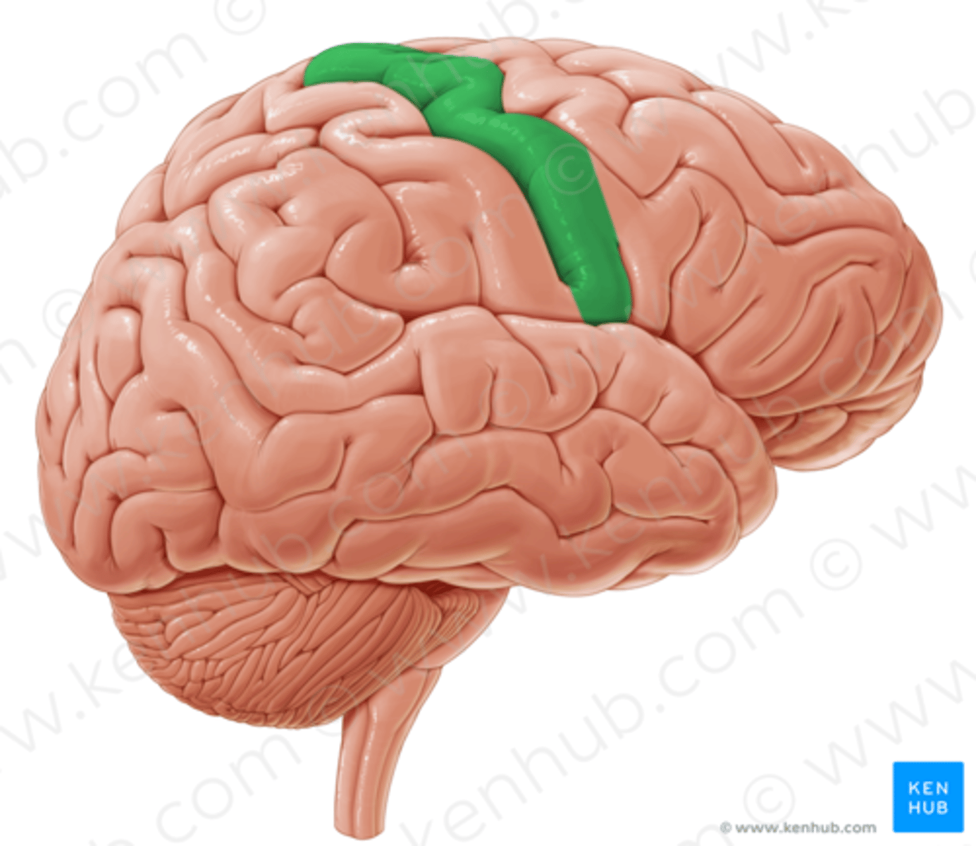 <p>Elevation located just anterior to the central sulcus.</p>