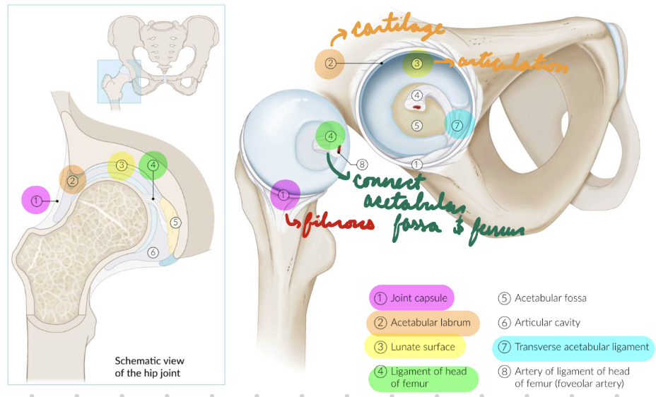 <p>Ball + socket joint</p><p>Acetabular Labrum: Cartilage covering acetabulum</p><p>Joint Capsule: Fibrous tissue around joint</p><ul><li><p>Contain lunate surface = Articulate</p></li><li><p>Zona Orbicularis: Thickened joint capsule around femur head</p><ul><li><p>Stability</p></li></ul></li></ul><p></p>