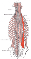 <p>trunk extension</p>