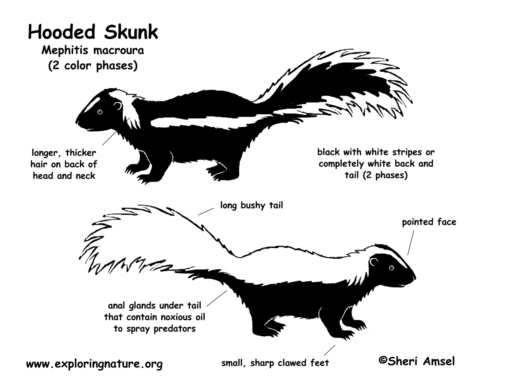 <p>Mephitis macroura (hooded skunk)</p>