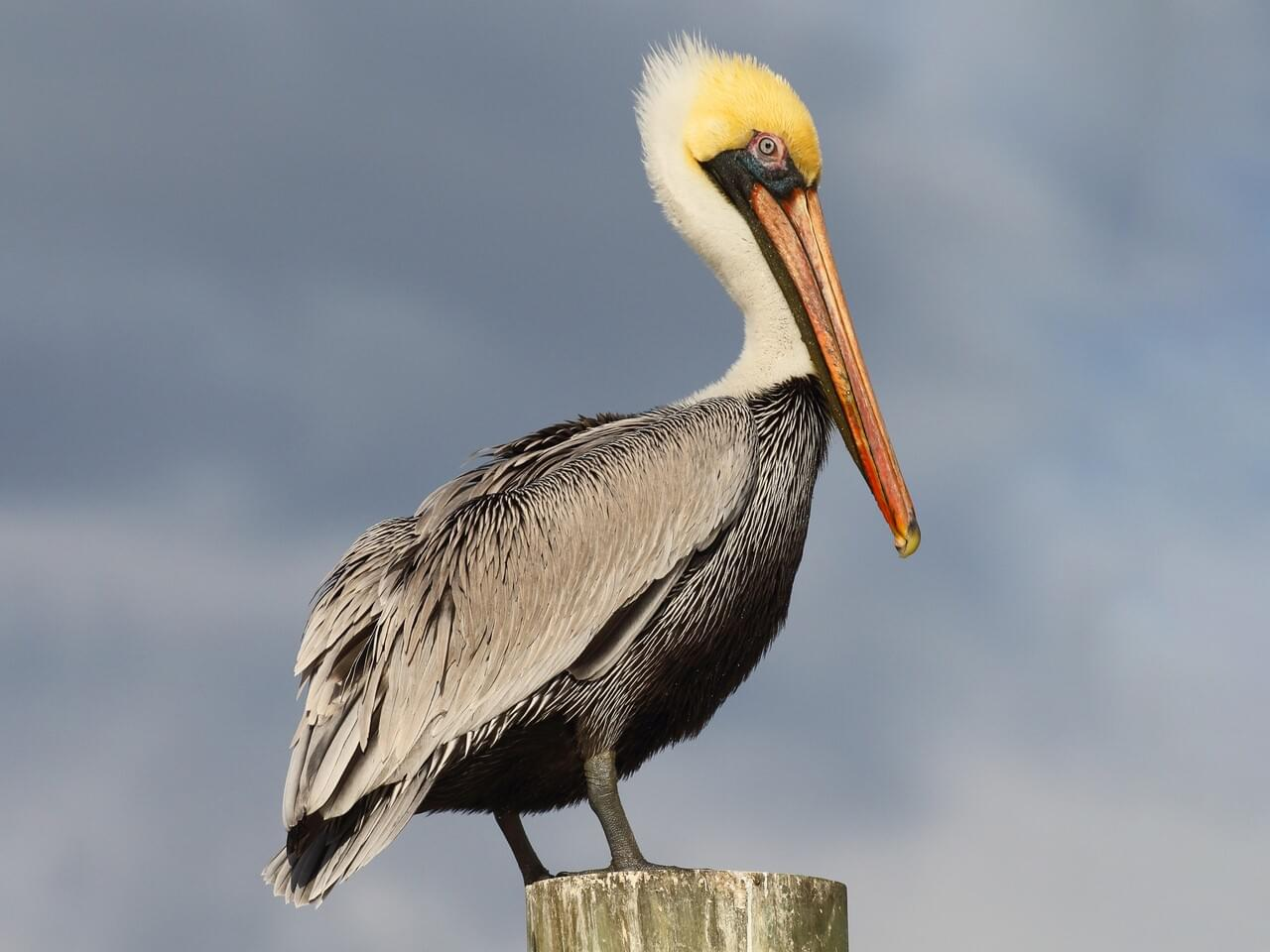 <p>Brown pelican </p>