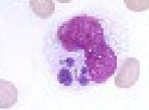 term image